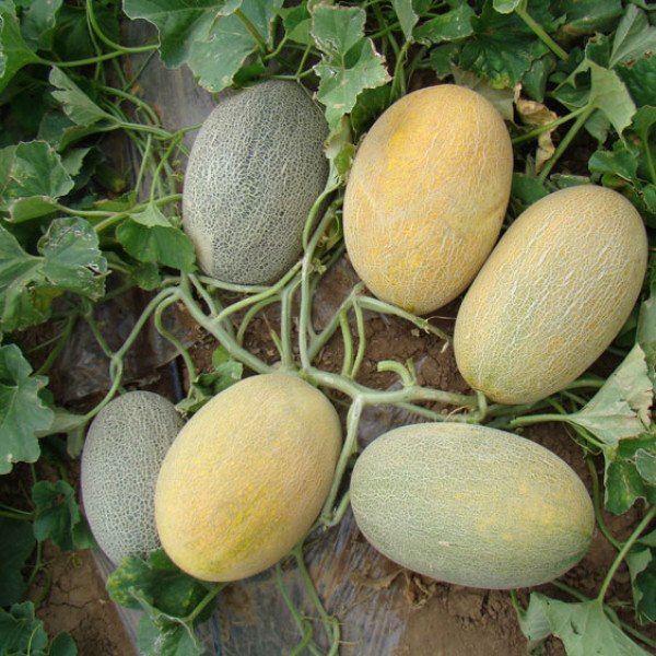 Насіння дині Мае F1 /5.000 шт/ *Clause*