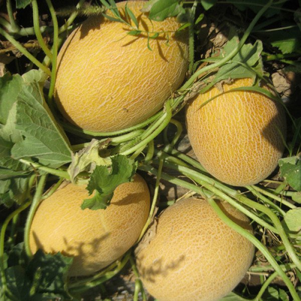 Насіння дині Кредо F1 /1.000 шт/ *Clause*