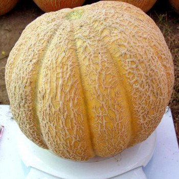 Дыня Суперстар F1 /10 г/ *Clause*