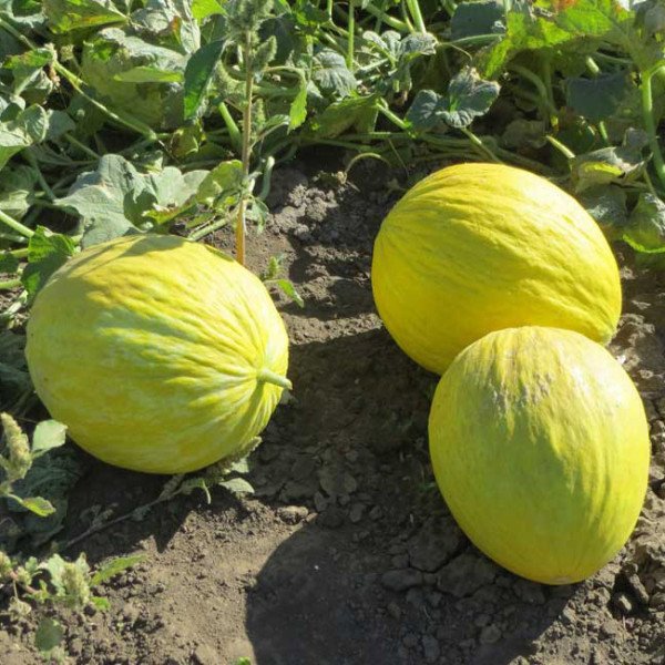 Семена дыни Форбан F1 /1.000 шт/ *Clause*