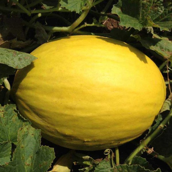 Семена дыни Бабор F1 /1.000 шт/ *Clause*