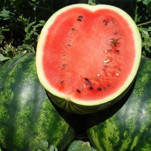 Насіння кавуна Катрін F1 /1.000 шт/ *Clause*