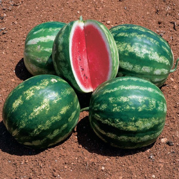 Насіння кавуна Стетсон F1 /1.000 шт/ *Clause*