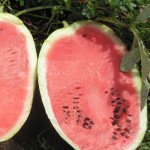 Арбуз Мэдисон F1 /1.000 шт/ *Clause*