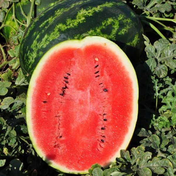 Насіння кавуна Лівія F1 /1.000 шт/ *Clause*