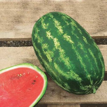 Арбуз Нельсон F1 /1.000 шт/ *Clause*
