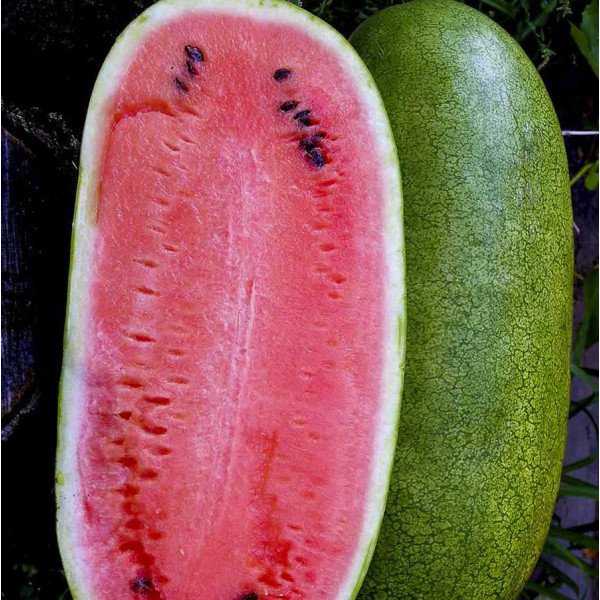 Семена арбуза Чарльстон Грей /0,5 кг семян/ *Clause*