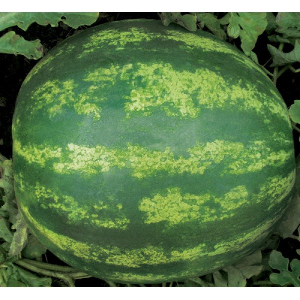 Семена арбуза Кримсон Свит /10 кг семян/ *Clause*