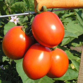 Томат Форсаж (Фриско) F1 /1.000 шт/ *Clause*