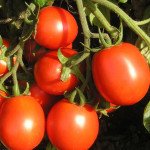Томат Форсаж (Фриско) F1 /5.000 шт/ *Clause*