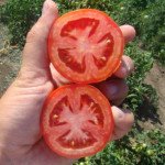 Томат Лиона F1 /1.000 шт/ *Clause*