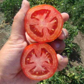 Томат Лиона F1 /1.000 шт/ *Clause*