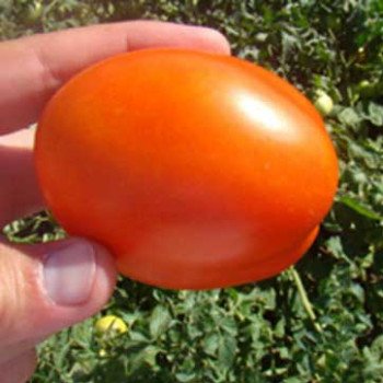 Томат Лиона F1 /5.000 шт/ *Clause*