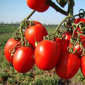 Томат Тенорио F1 /5.000 шт/ *Clause*