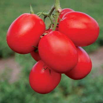 Томат Стелларед F1 /5.000 шт/ *Clause*