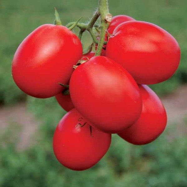 Насіння томату Стелларед F1 /5.000 шт/ *Clause*