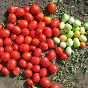 Томат Стелларед F1 /25.000 шт/ *Clause*