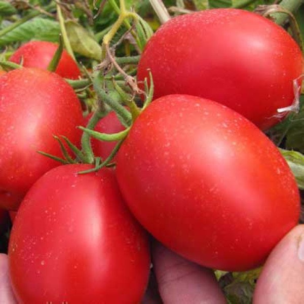 Семена томата Пьетраросса F1 /5.000 шт/ *Clause*