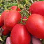 Томат П'єтрароса F1 /25.000 шт/ *Clause*