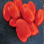 Томат Реактор F1 /25.000 шт/ *Clause*