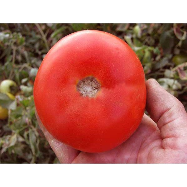 Семена томата Супернова (Каста) F1 /5.000 шт/ *Clause*