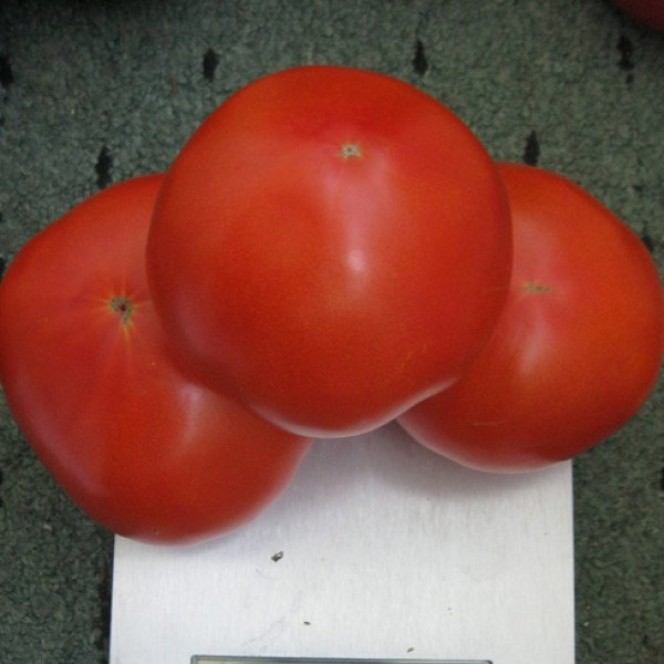 Семена томата Акела F1 /5.000 шт/ *Clause*