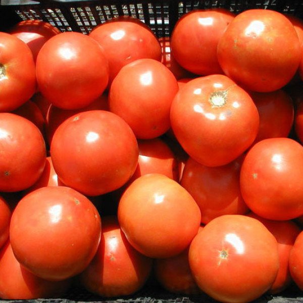 Семена томата Багира F1 /5 г/ *Clause*