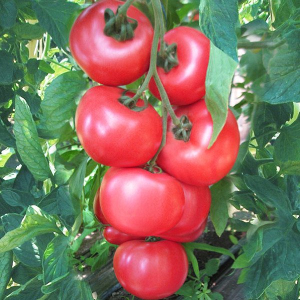 Насіння томату Ханні Мун F1 /250 шт/ *Clause*