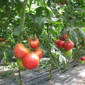 Томат Фенда F1 /250 шт/ *Clause*