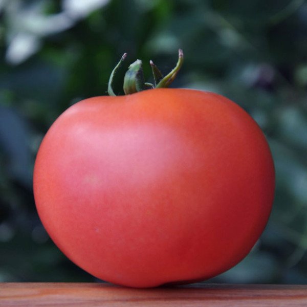 Семена томата Фенда F1 /1.000 шт/ *Clause*