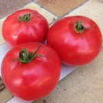 Томат Афен F1 /250 шт/ *Clause*