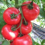 Томат Афен F1 /1.000 шт/ *Clause*