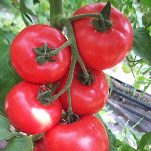 Семена томата Афен F1 /1.000 шт/ *Clause*