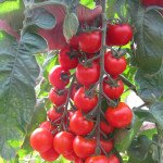 Томат Хілма F1 /250 шт/ *Clause*