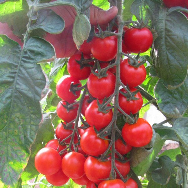 Насіння томату Хілма F1 /250 шт/ *Clause*