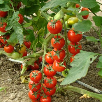 Томат Хилма F1 /1.000 шт/ *Clause*