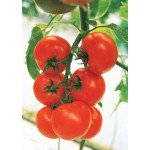 Томат Кристал F1 /1 г/ *Clause*