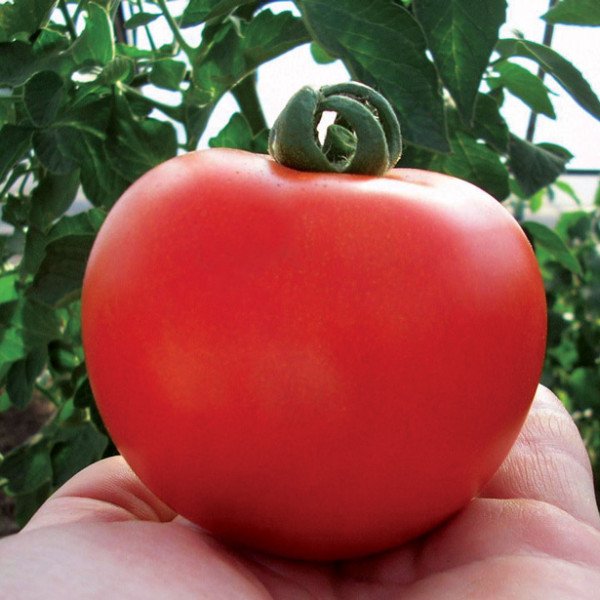 Насіння томату Кристал F1 /5 г/ *Clause*