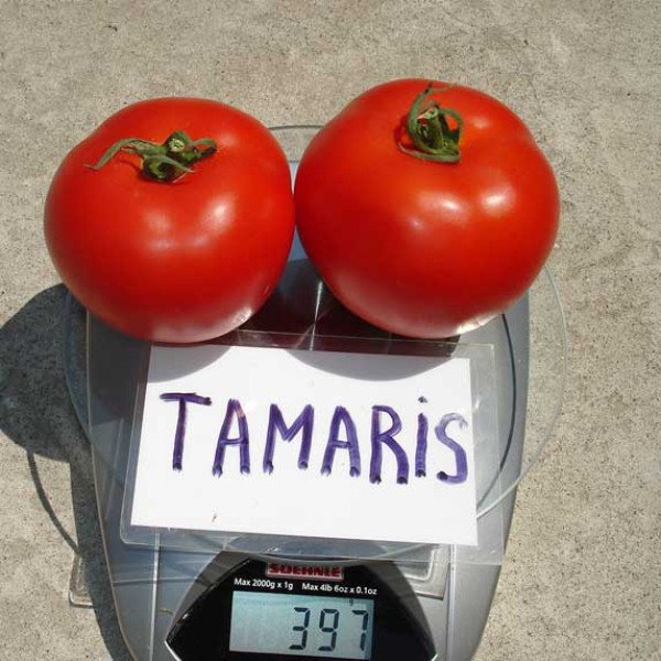 Насіння томату Тамаріс F1 /1.000 шт/ *Clause*