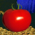 Томат П'єтро F1 /250 шт/ *Clause*