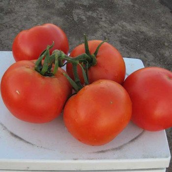 Томат Пьетро F1 /1.000 шт/ *Clause*