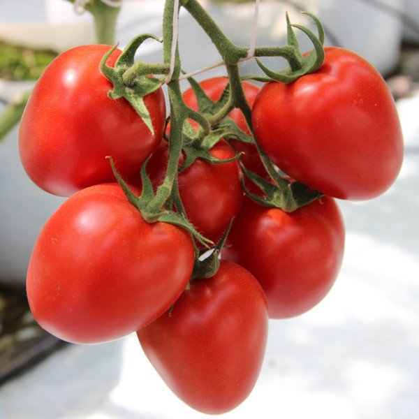 Насіння томату Колібри F1 /1.000 шт/ *Clause*