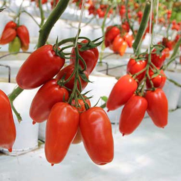 Насіння томату Айдар F1 /250 шт/ *Clause*