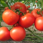 Томат Картьє F1 /250 шт/ *Clause*