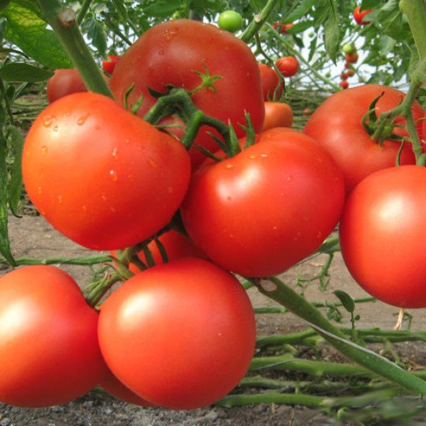 Насіння томату Картьє F1 /250 шт/ *Clause*