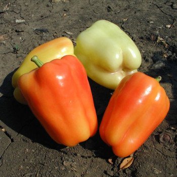 Перец сладкий Фламинго F1 /5 г/ *Clause*