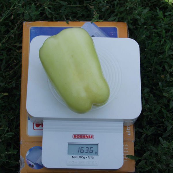 Насіння перцю солодкого Фламінго F1 /50 г/ *Clause*