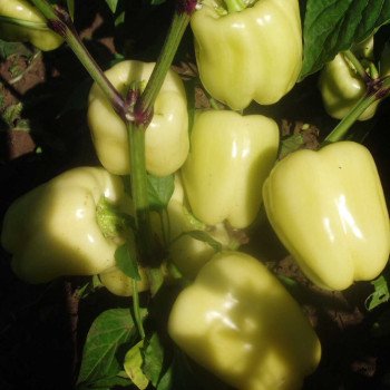 Перец сладкий Мадонна F1 /1.000 шт/ *Clause*