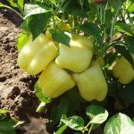 Перец сладкий Никита F1 /5 г/ *Clause*