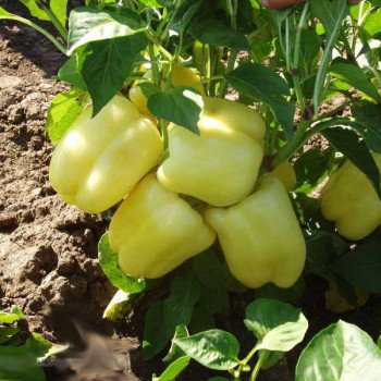 Перец сладкий Никита F1 /5 г/ *Clause*